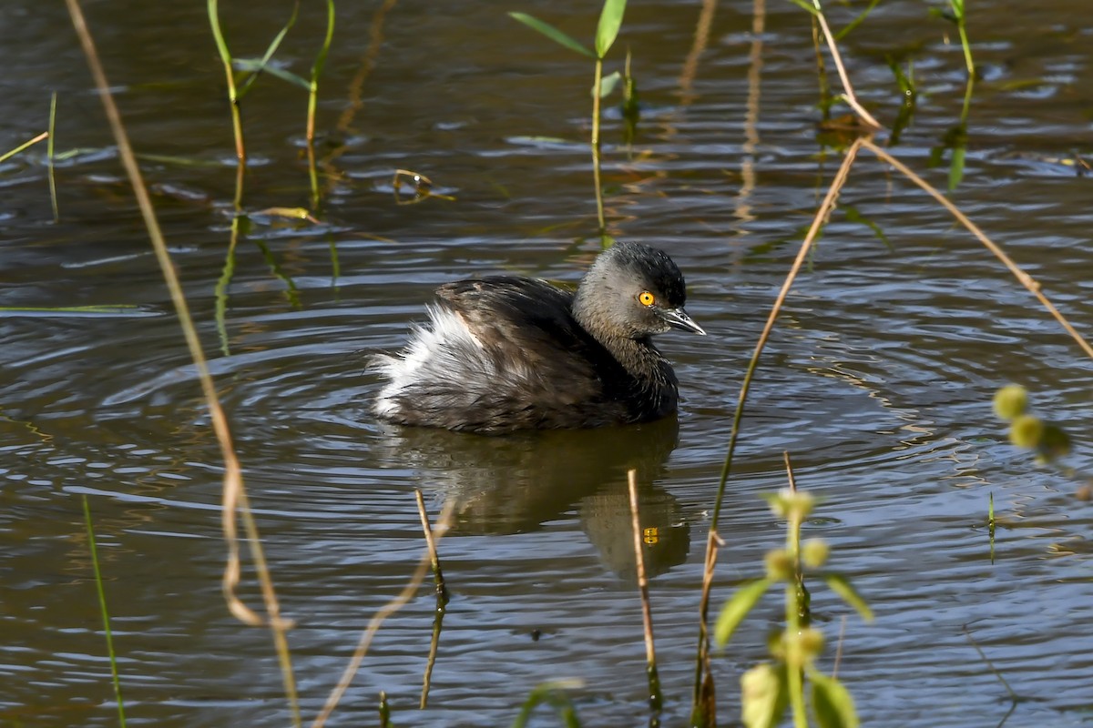 Least Grebe - ML641991982