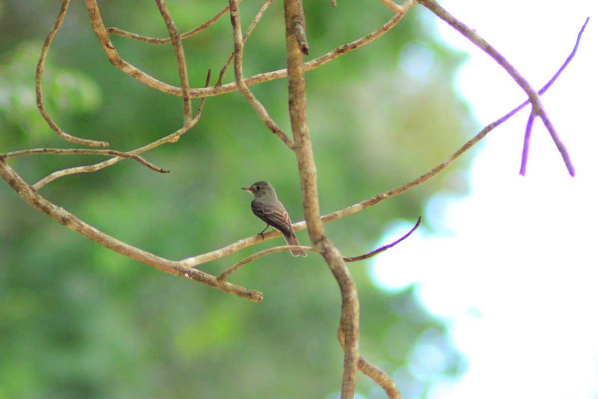 Eastern Wood-Pewee - ML641992033