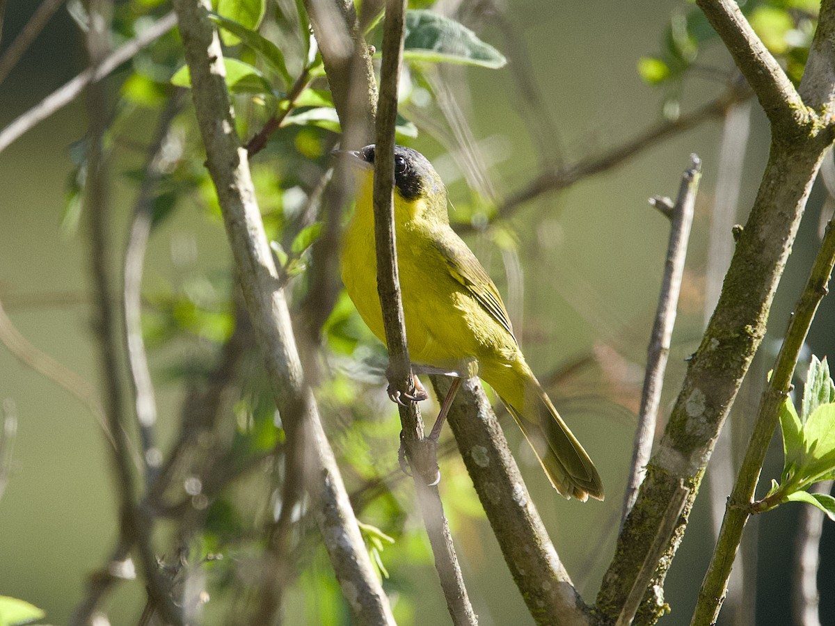 Paruline voilée - ML641992038