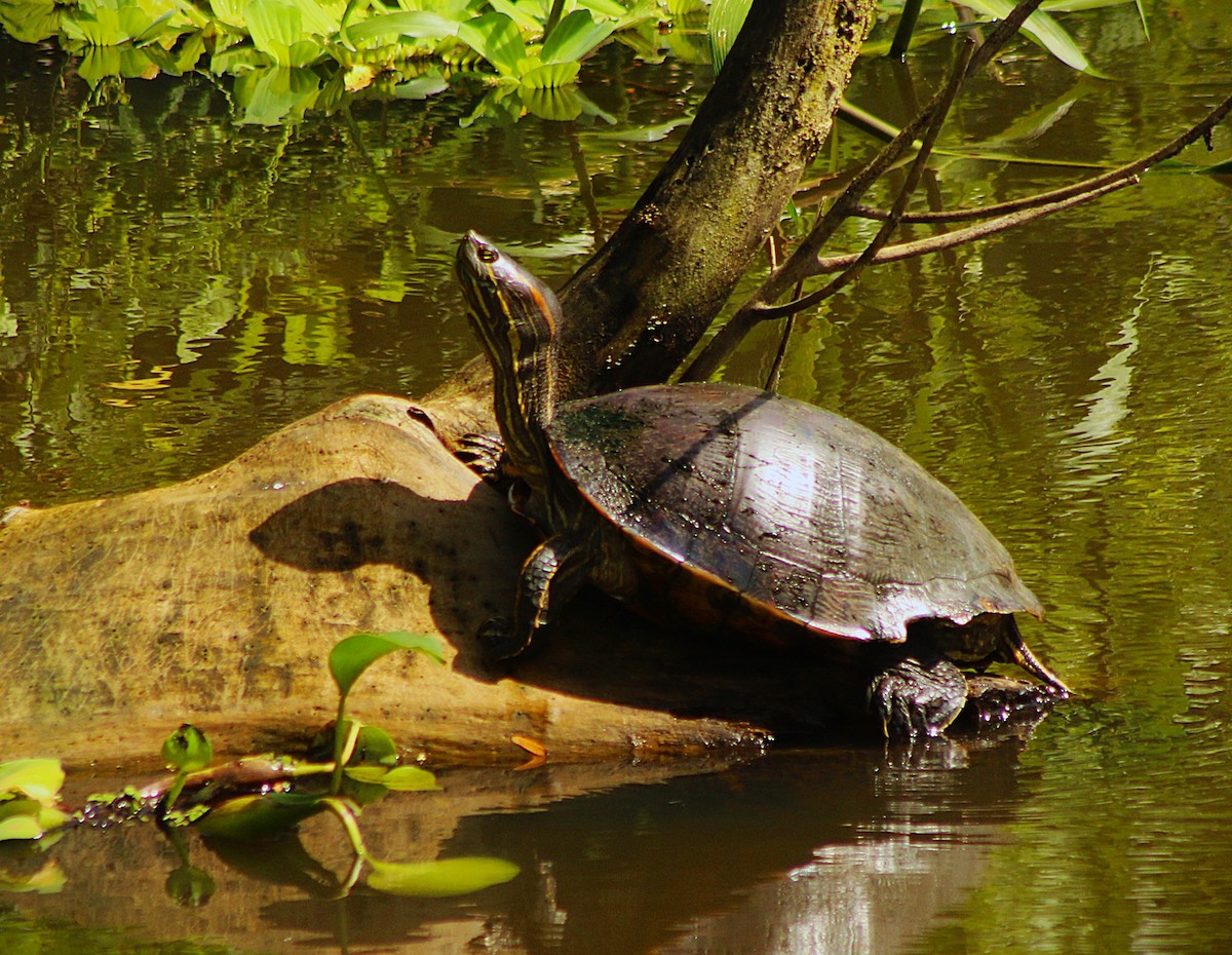 Animals - ML641992040