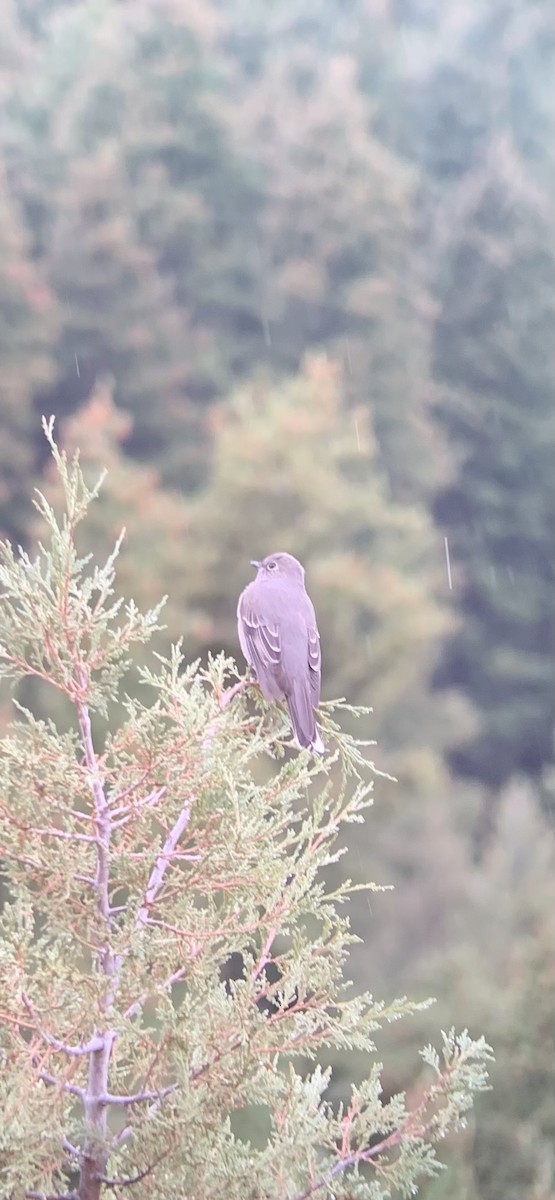 lesňák západní - ML641992044