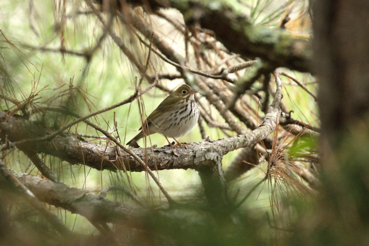 Ovenbird - ML641992058