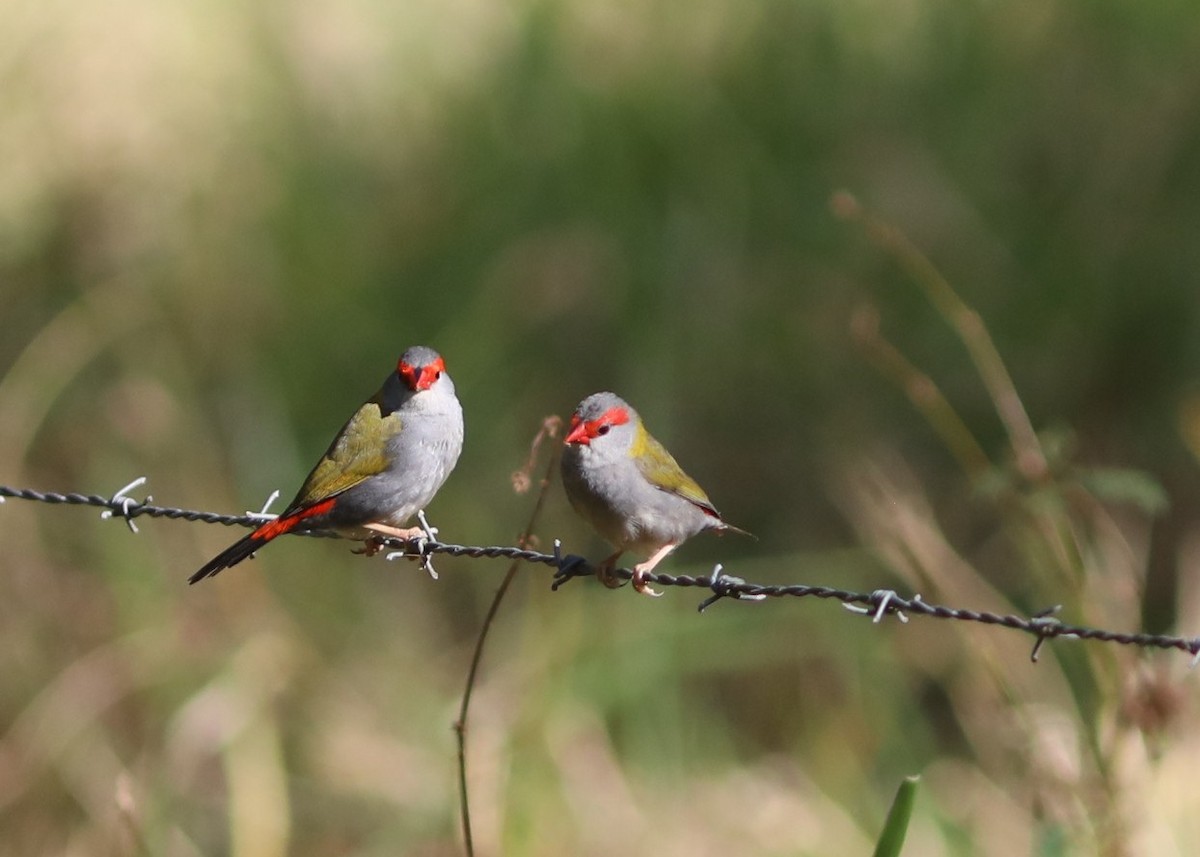 Red-browed Firetail - ML641992062