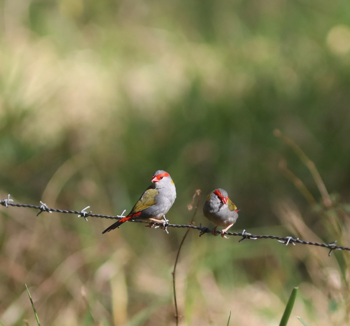 Red-browed Firetail - ML641992063