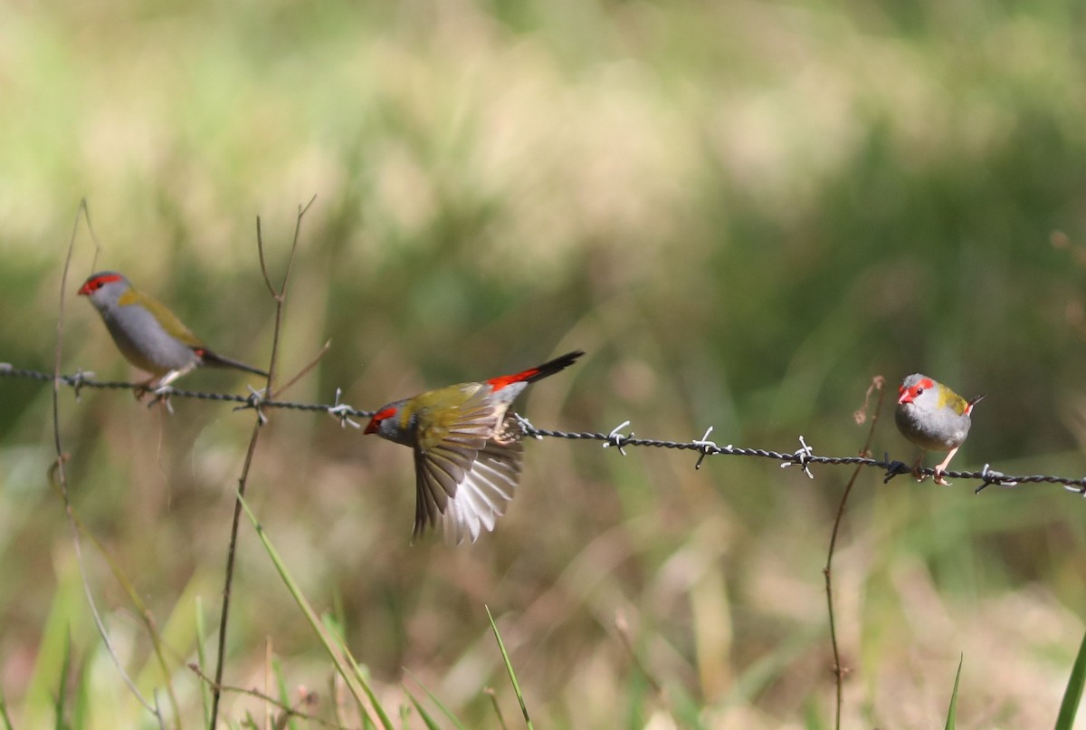 Red-browed Firetail - ML641992064
