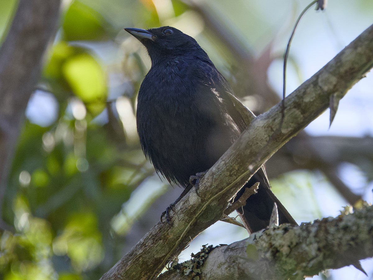 Ruby-crowned Tanager - ML641992066