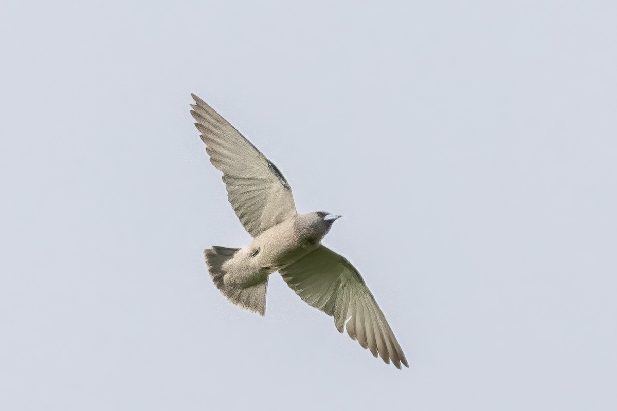 Ashy Woodswallow - ML641992067