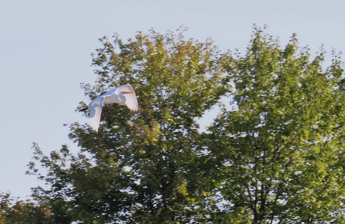 Great Egret - ML641992069