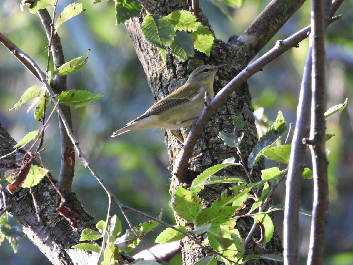 Tennessee Warbler - ML641992070