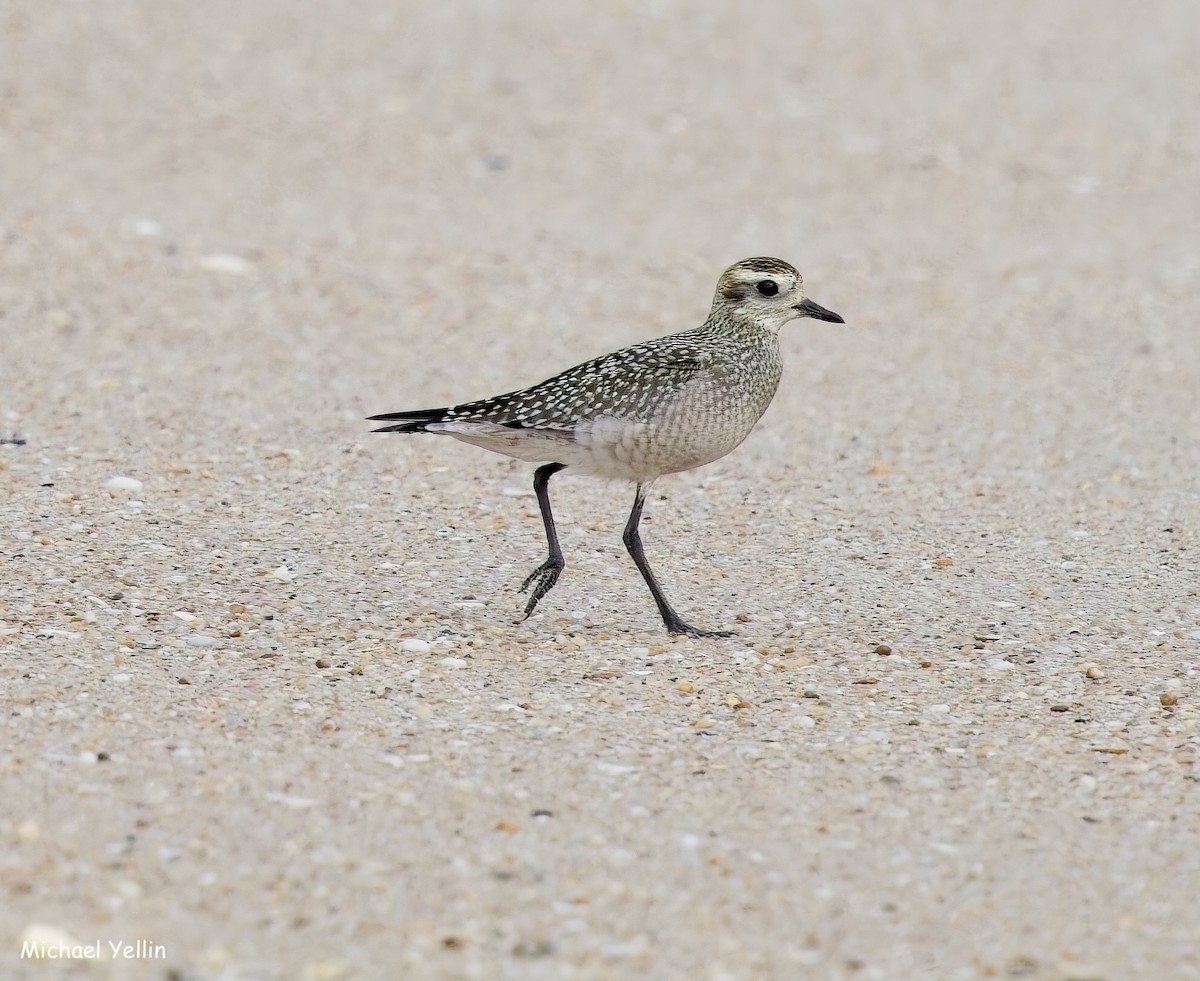 American Golden-Plover - ML641992093
