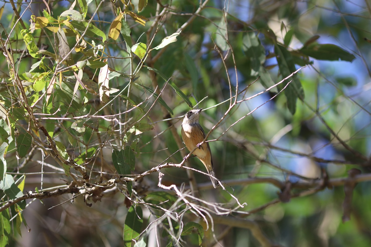 Brown Cuckoo-Dove - ML641992098
