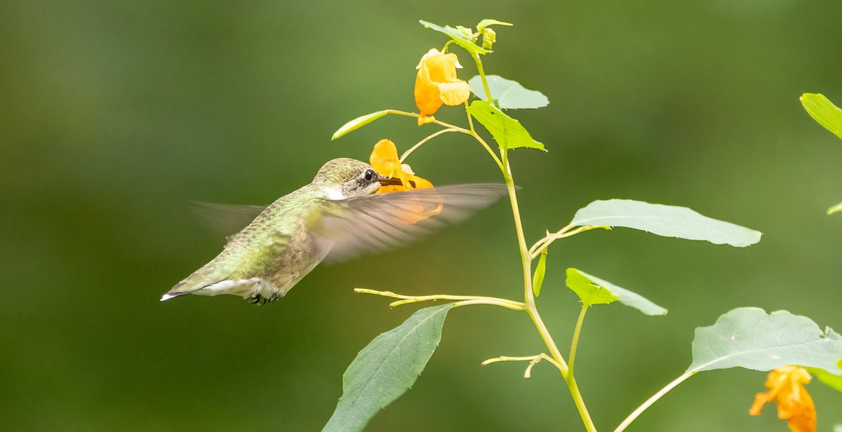 Ruby-throated Hummingbird - ML641992100