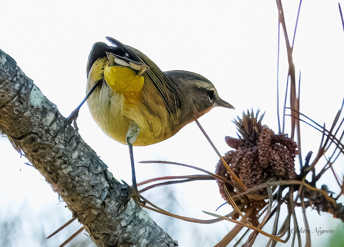 Palm Warbler - ML641992101