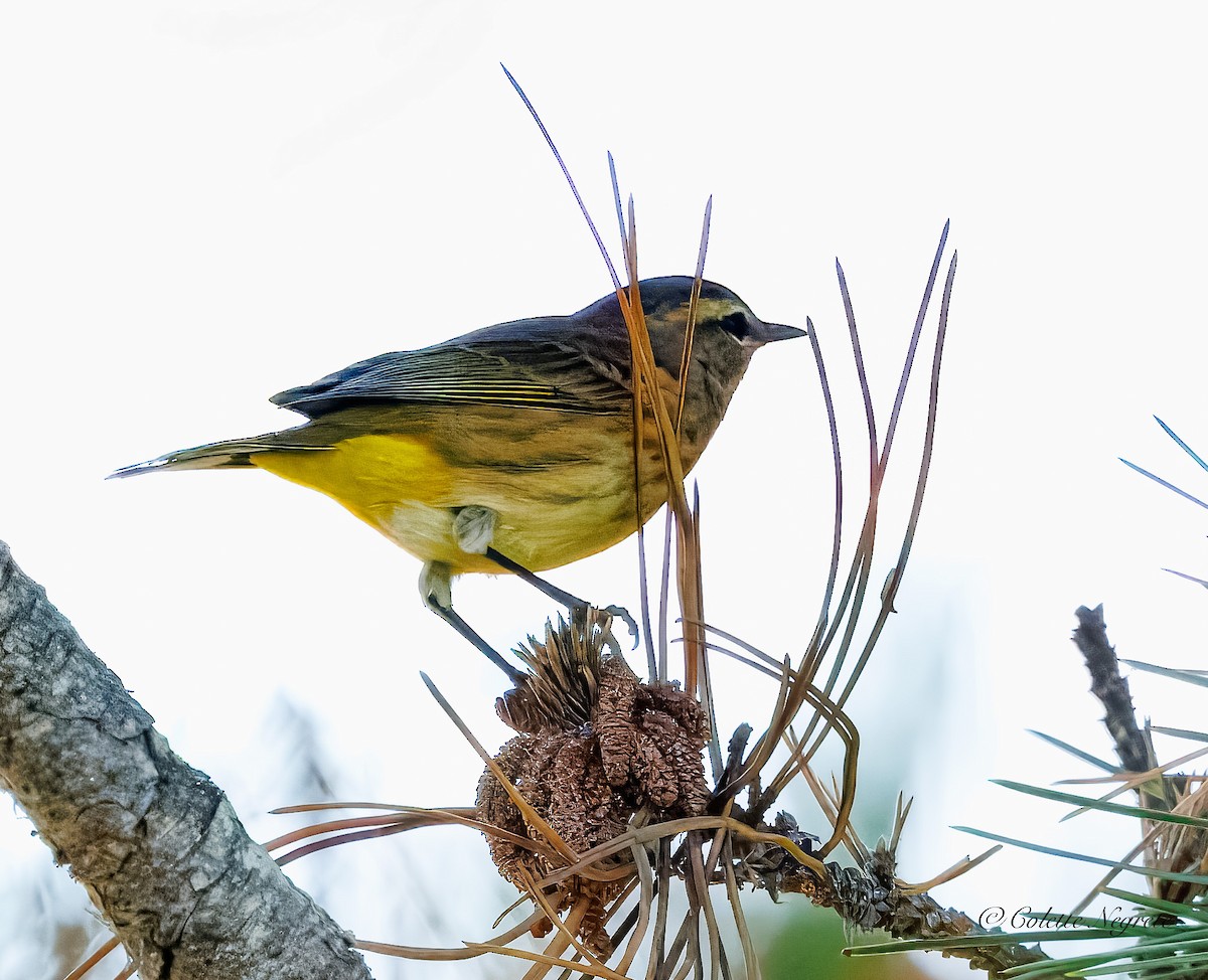 Palm Warbler - ML641992102