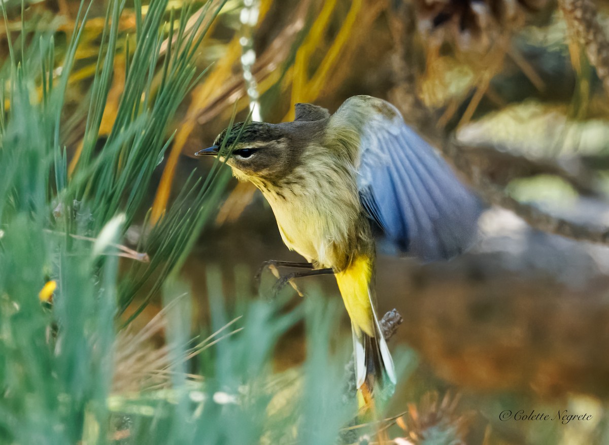 Palm Warbler - ML641992103