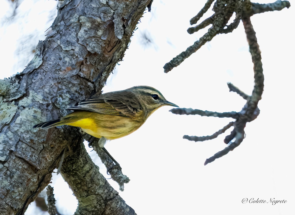 Palm Warbler - ML641992104