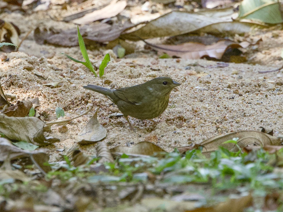 Uniform Finch - ML641992105