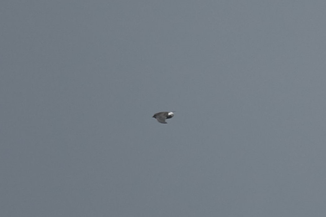 Pacific Swift - ML641992107
