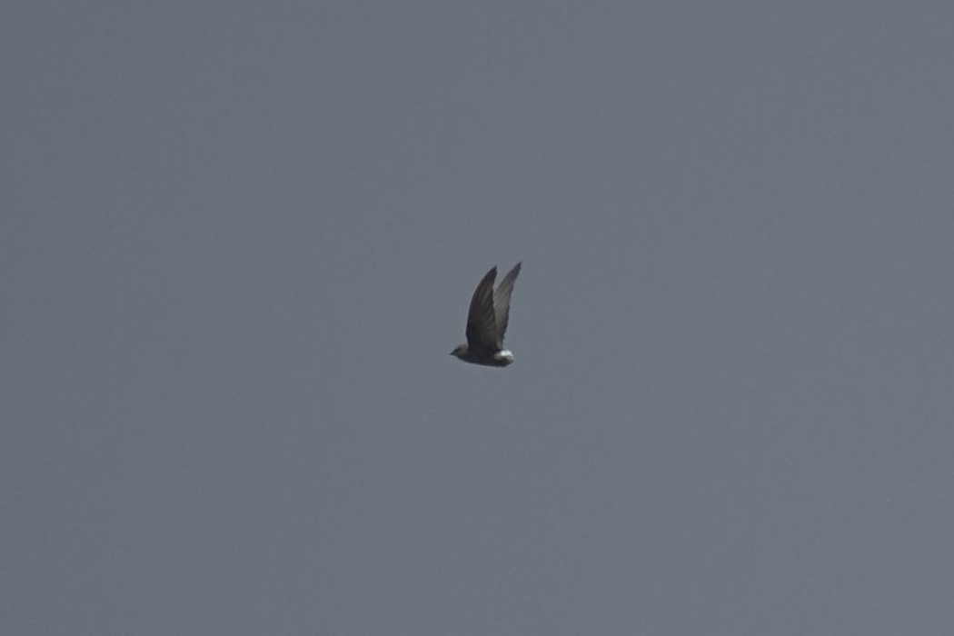 Pacific Swift - ML641992108
