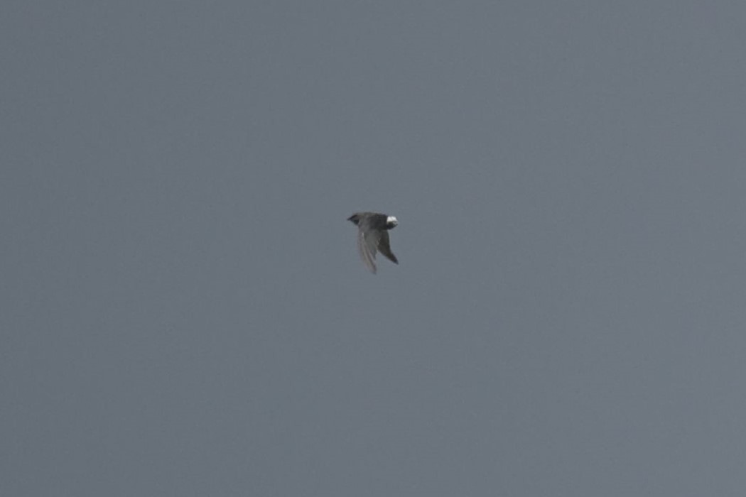 Pacific Swift - ML641992109