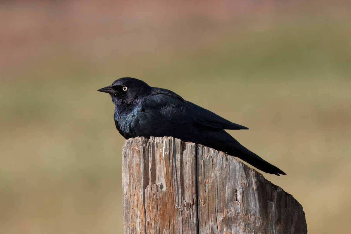 Brewer's Blackbird - ML641992111