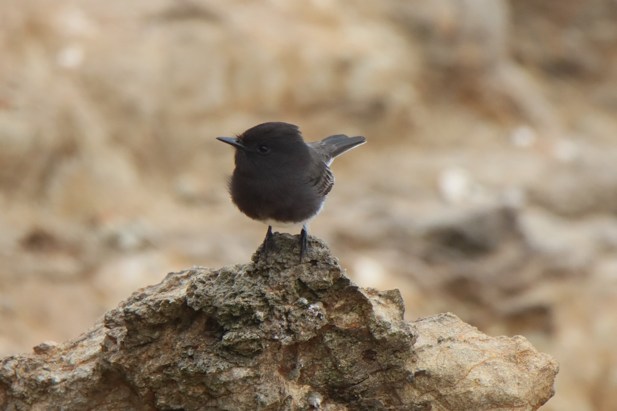 Black Phoebe - ML641992113