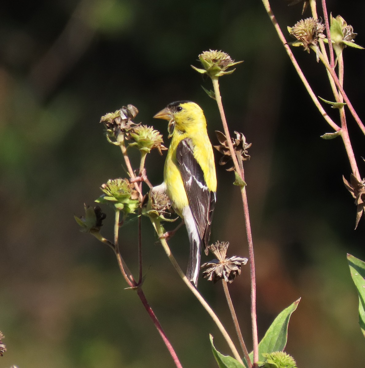 American Goldfinch - ML641992114