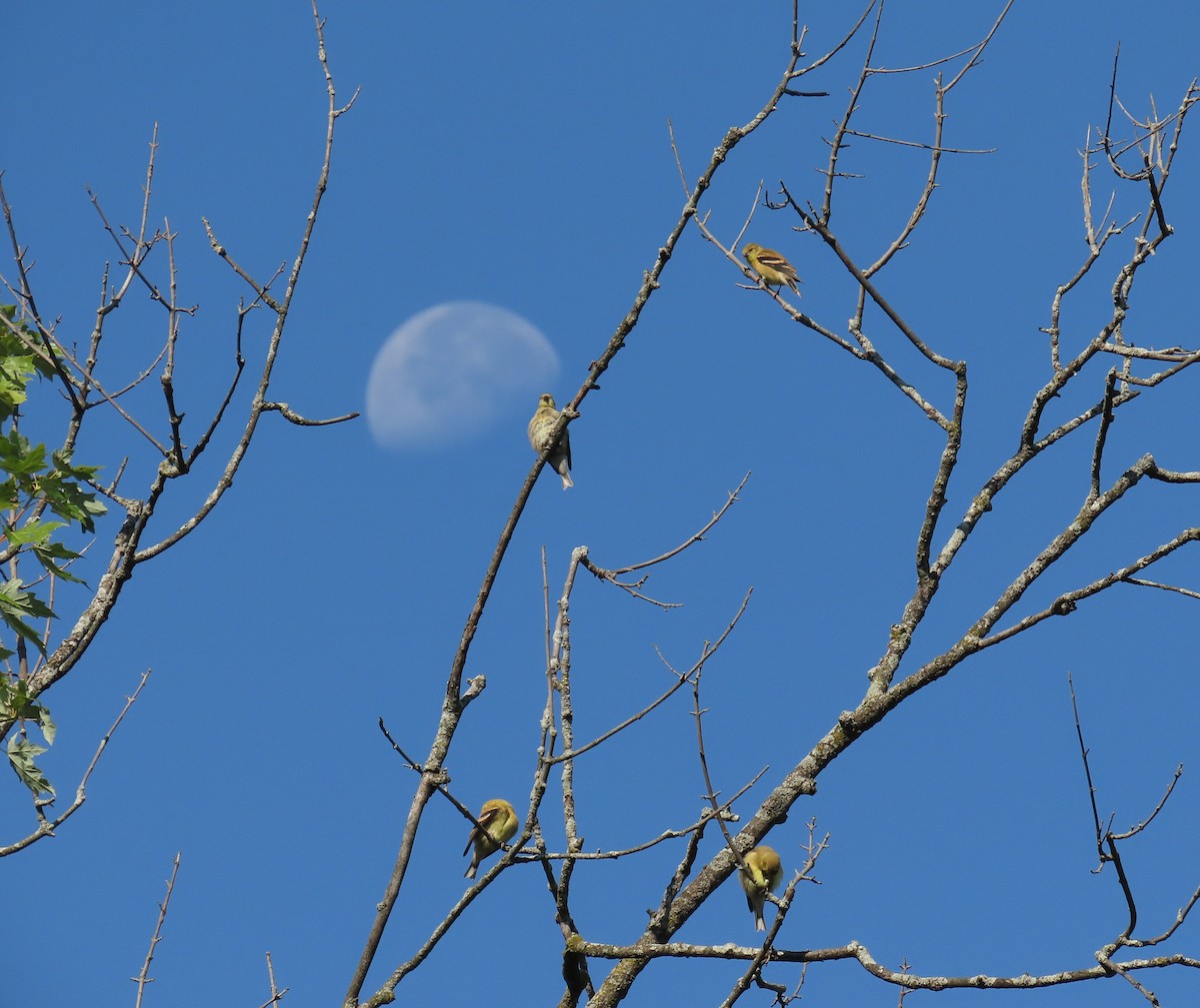 American Goldfinch - ML641992115