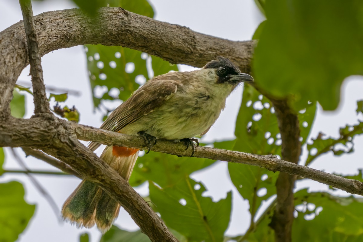 Sooty-headed Bulbul - ML641992116
