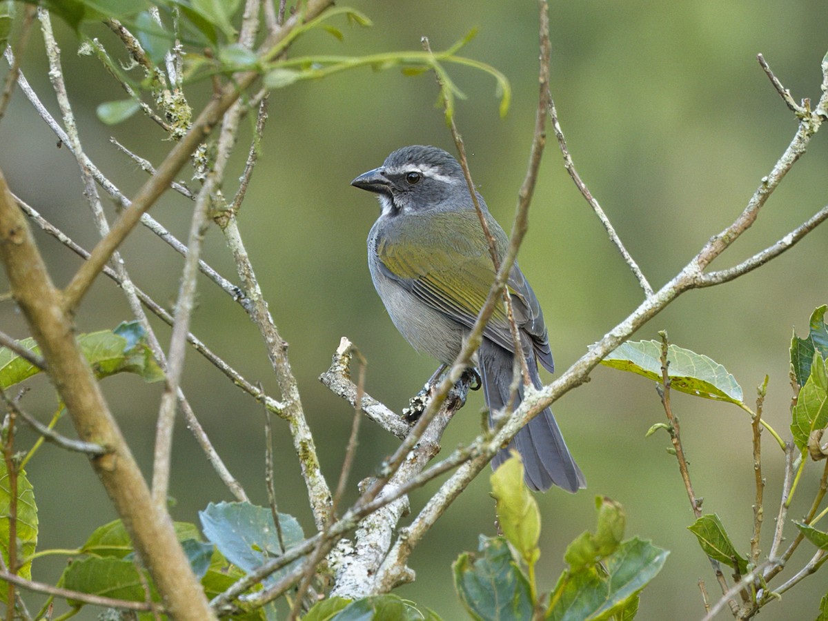 Green-winged Saltator - ML641992119