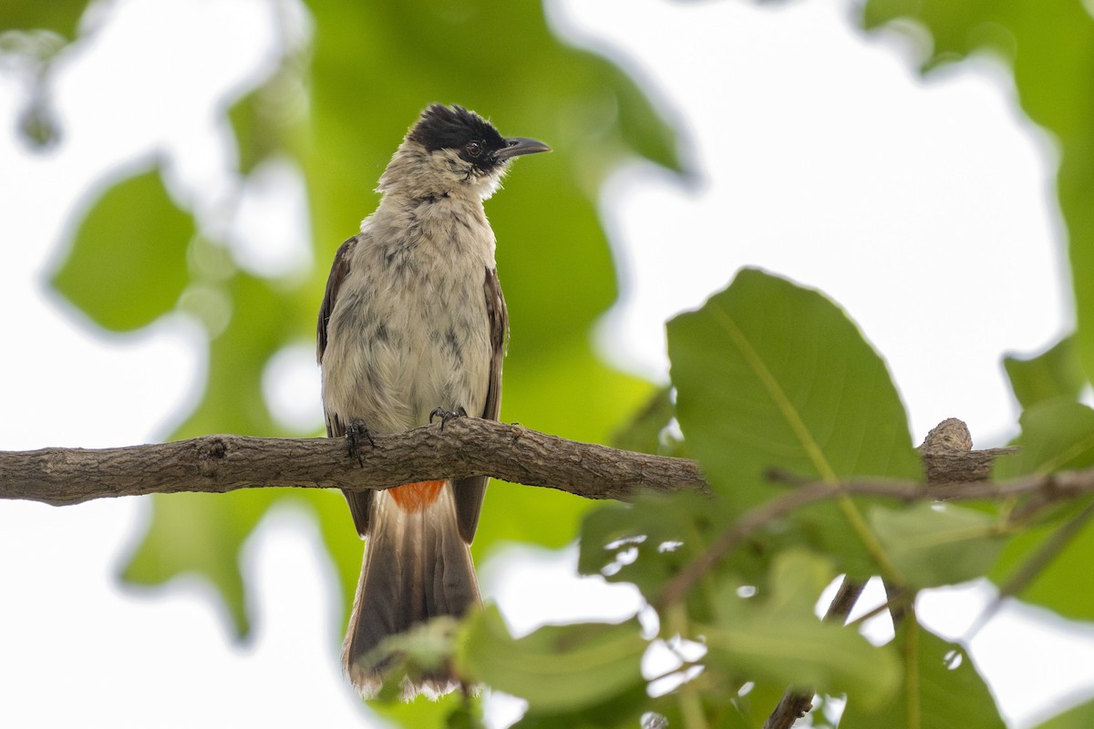 Sooty-headed Bulbul - ML641992120