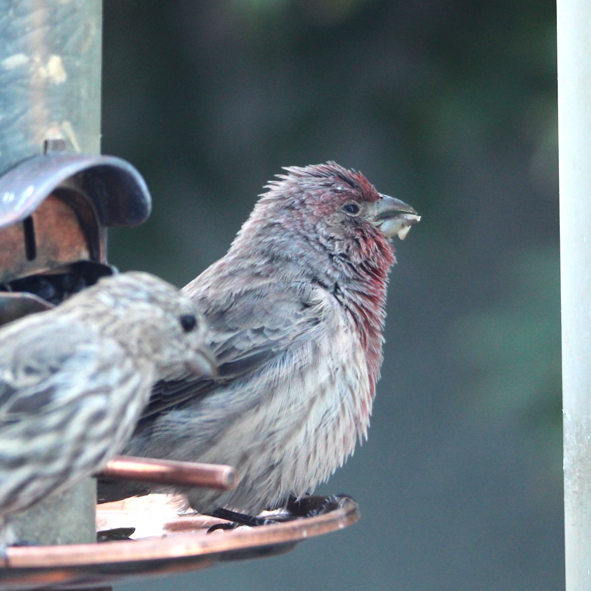 House Finch - ML641992124