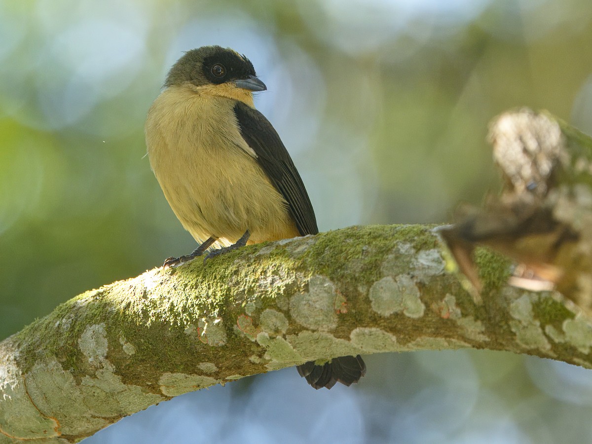 Black-goggled Tanager - ML641992141