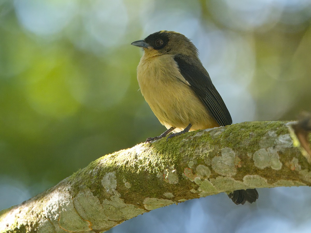 Black-goggled Tanager - ML641992142