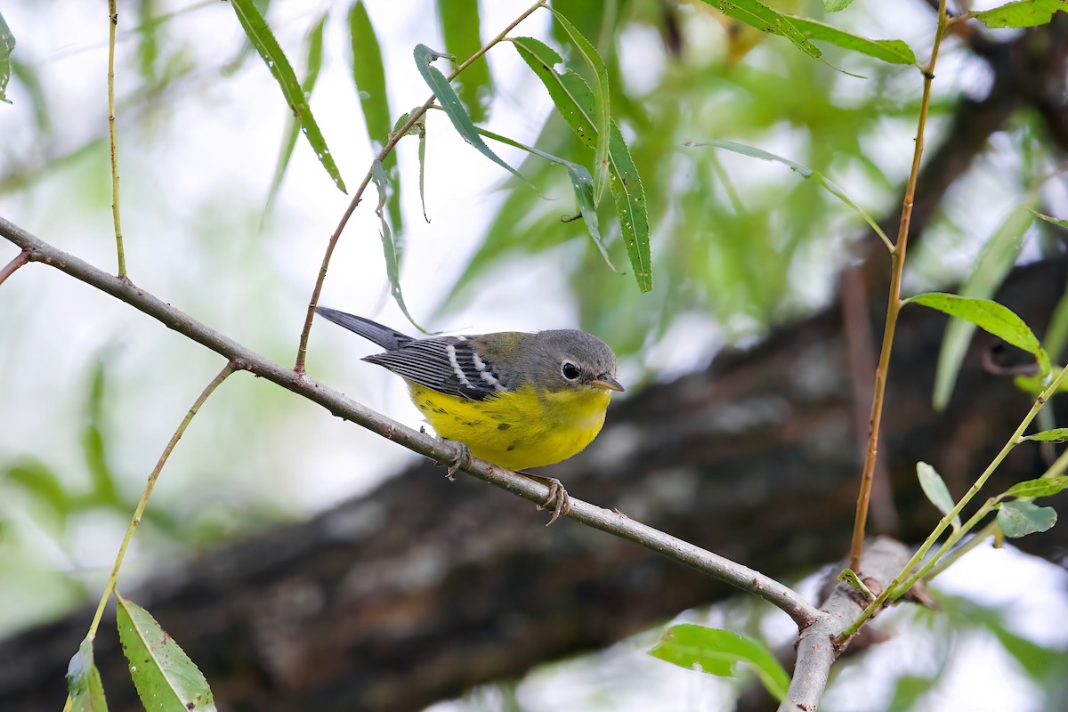 Magnolia Warbler - ML641992146