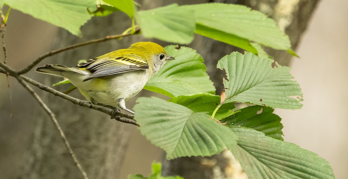 brunsideparula - ML641992165