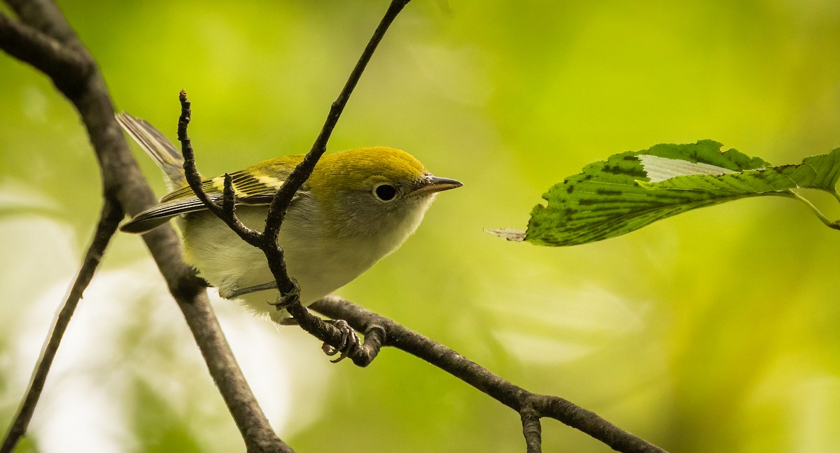 brunsideparula - ML641992166
