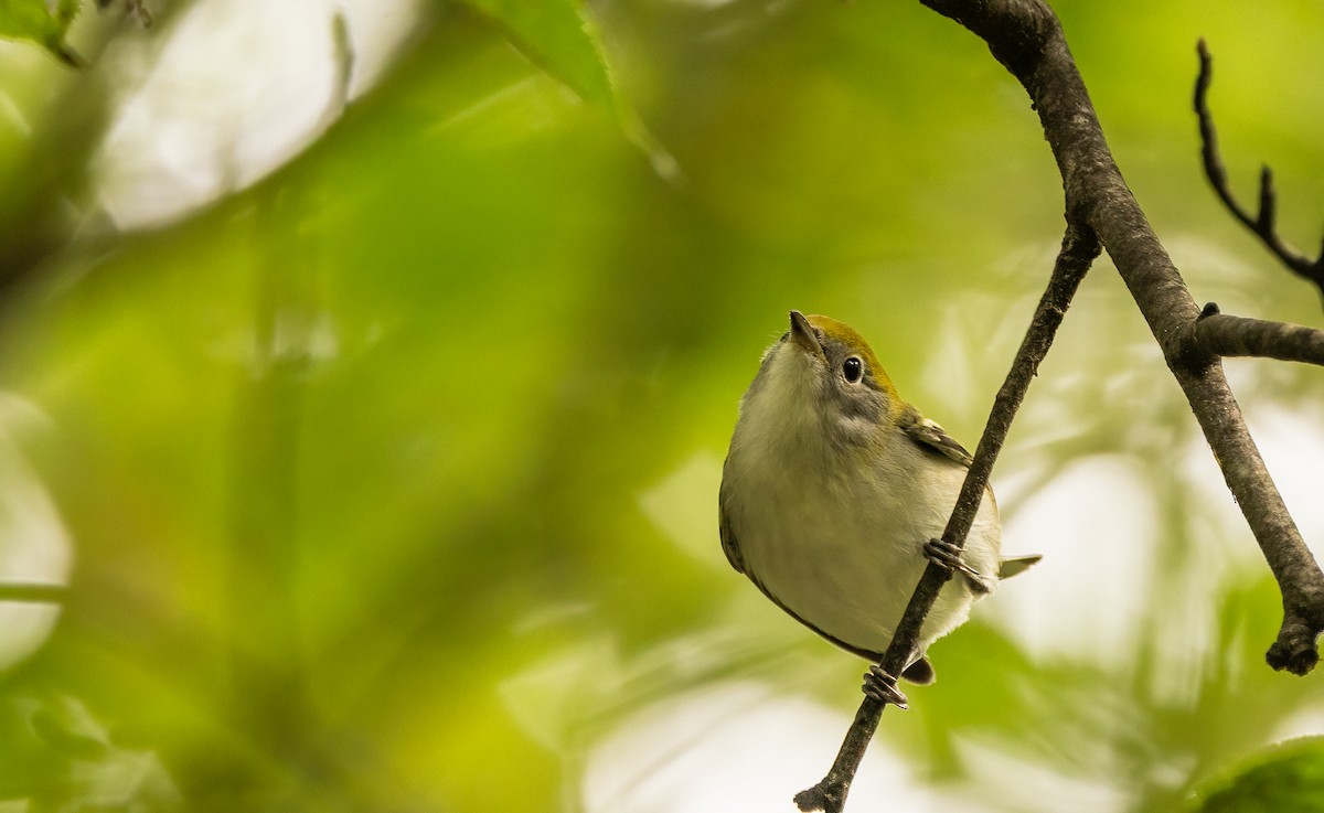 brunsideparula - ML641992167