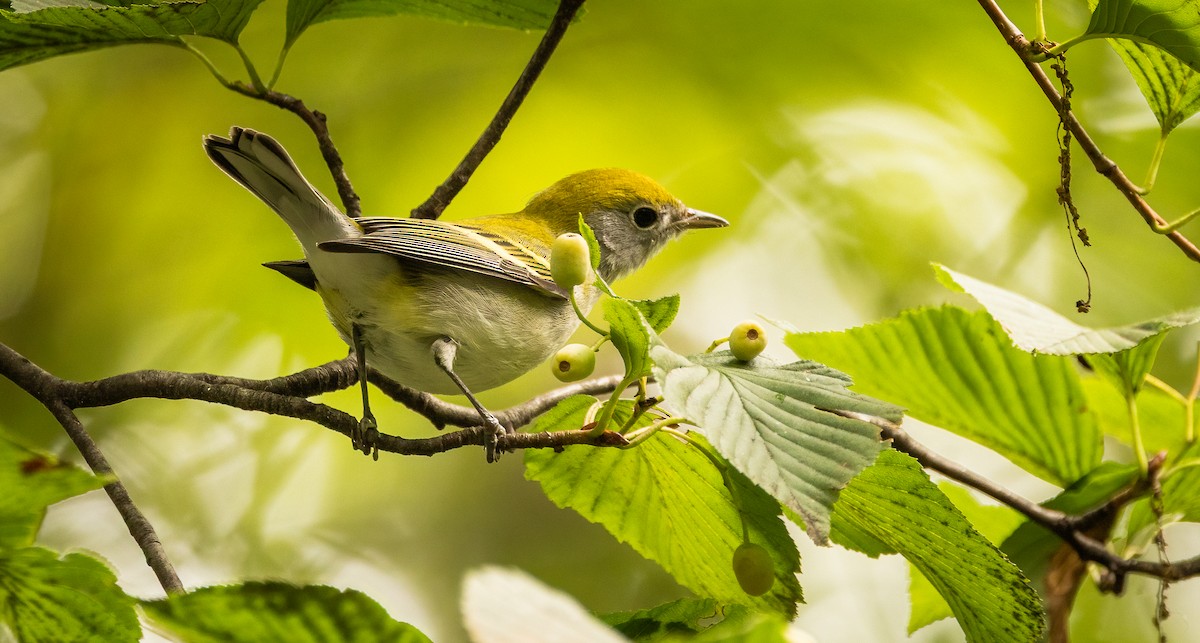 brunsideparula - ML641992168