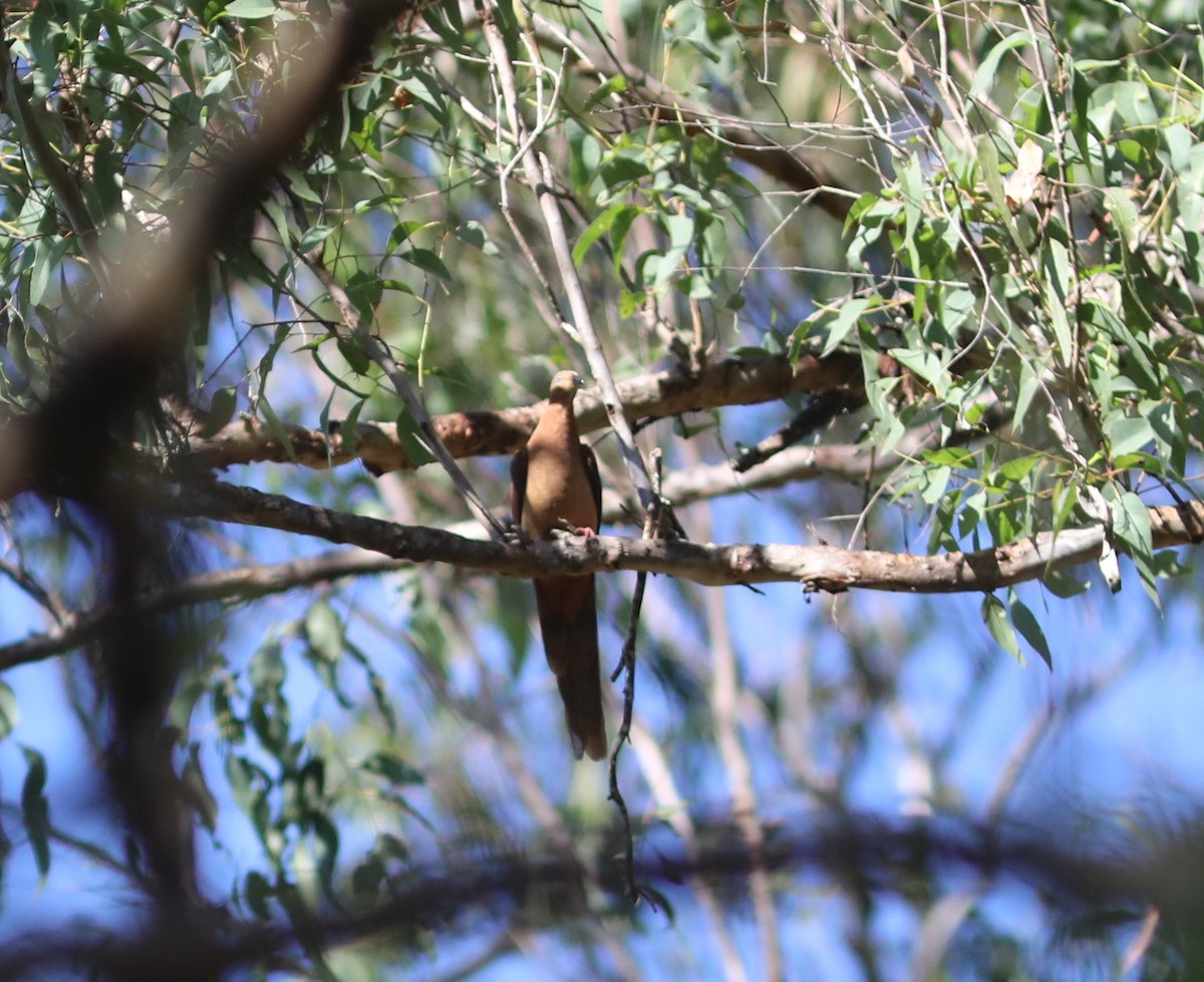 Brown Cuckoo-Dove - ML641992171
