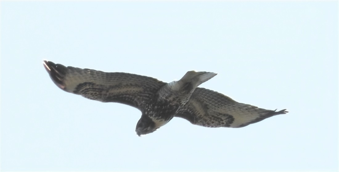 Red-tailed Hawk - ML641992175