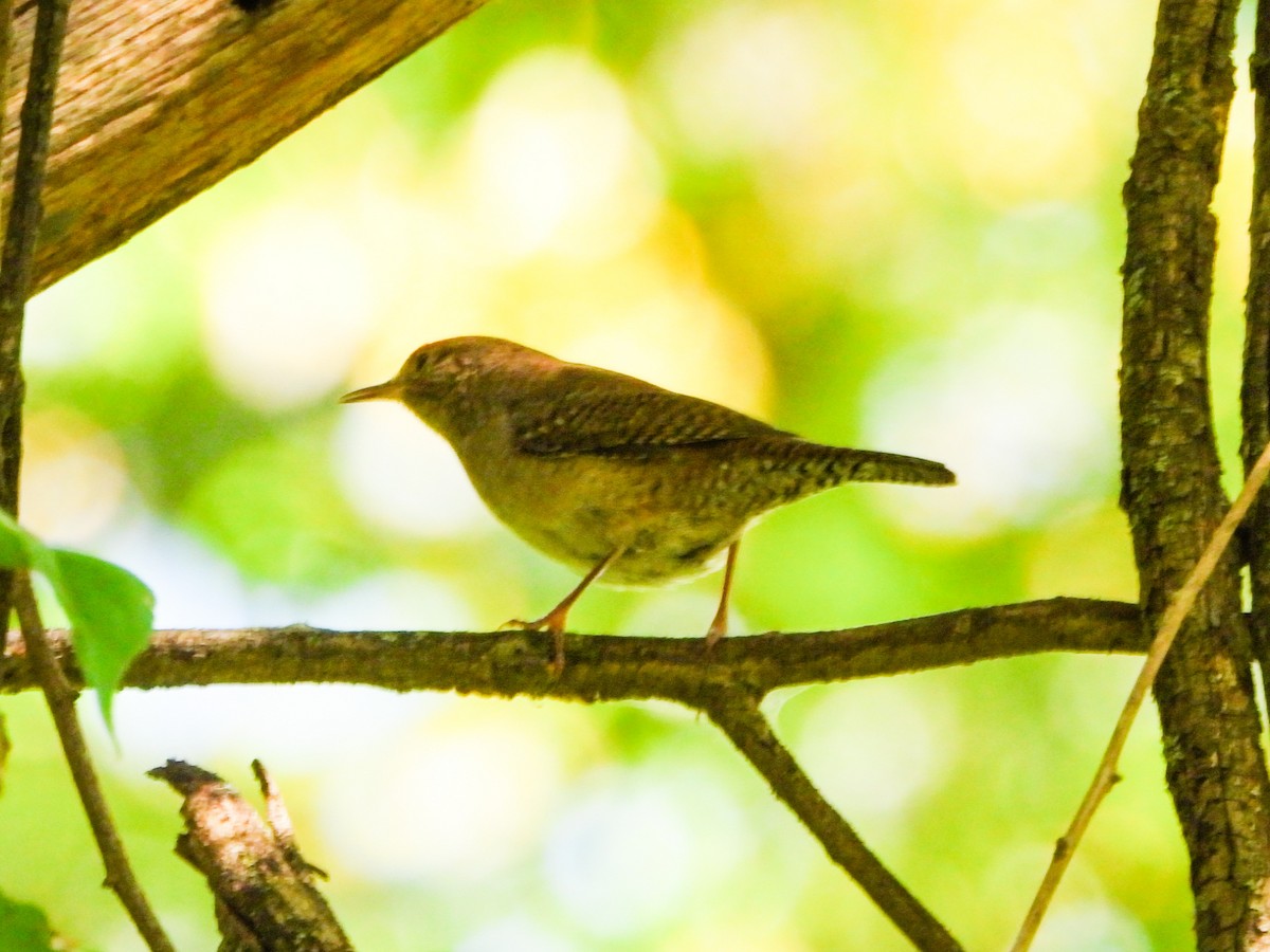 Northern House Wren - ML641992191