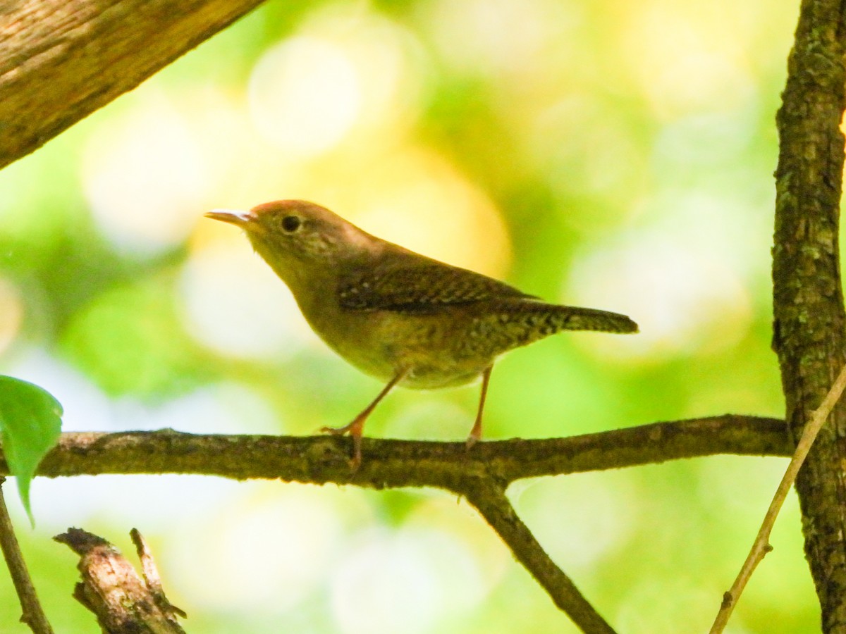 Northern House Wren - ML641992193