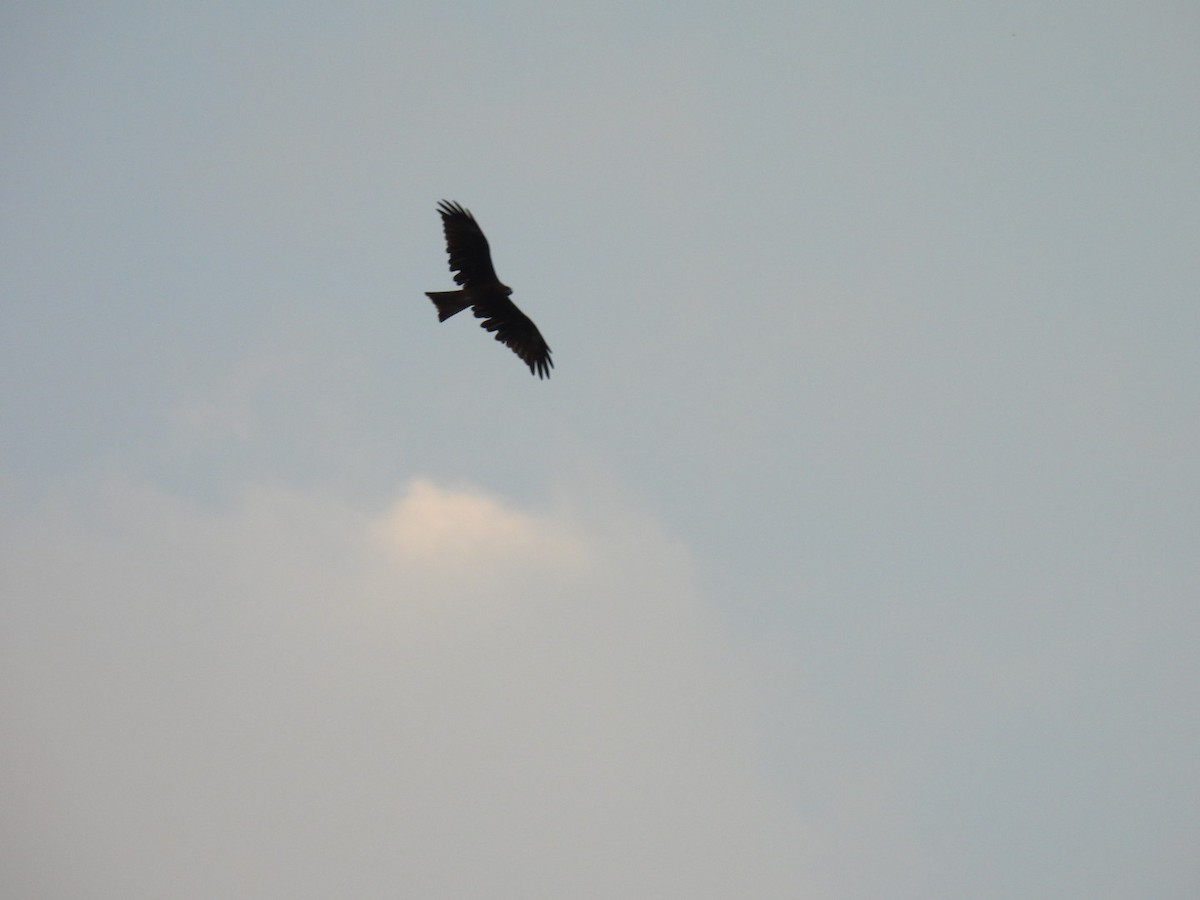 Black Kite - ML641992198