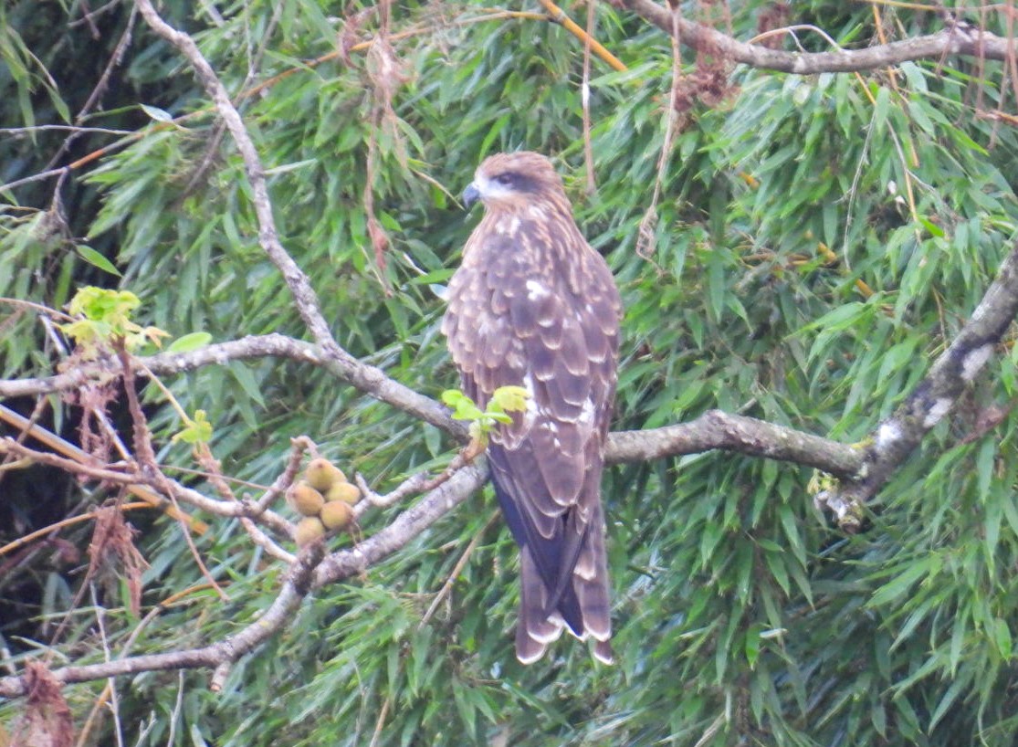 Black Kite - ML641992200