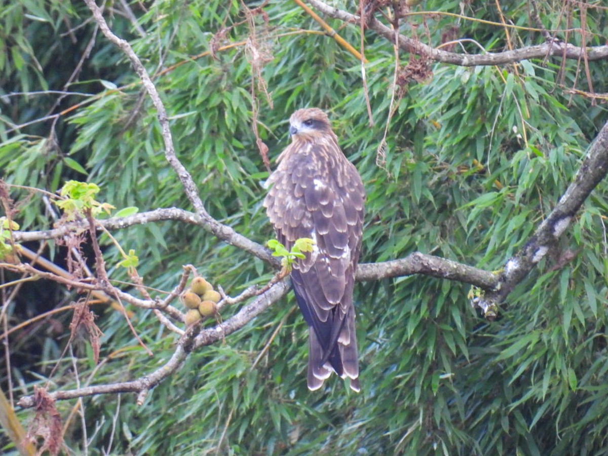 Black Kite - ML641992201
