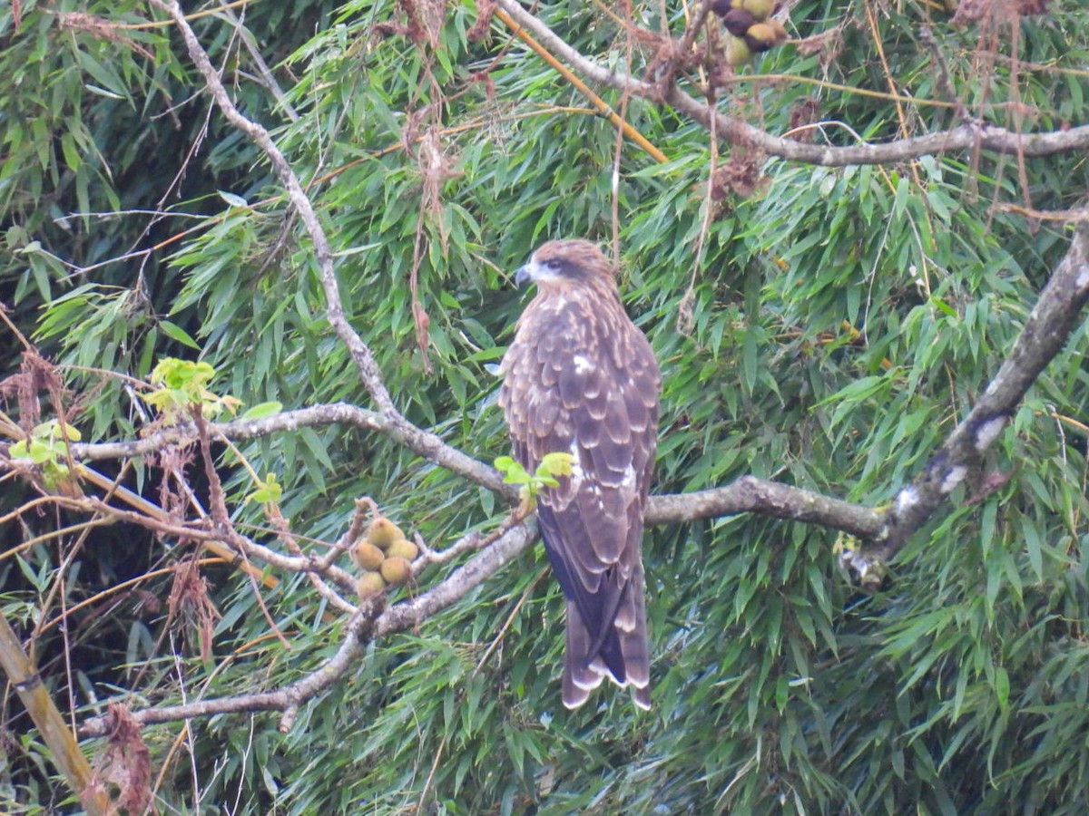 Black Kite - ML641992202