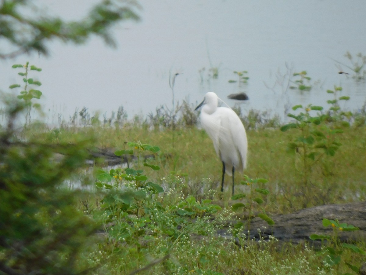 Little Egret - ML641992206