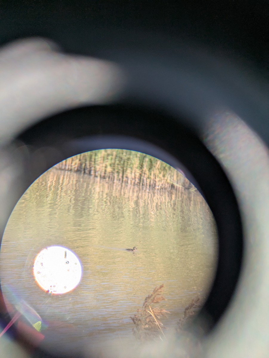 Pied-billed Grebe - ML641992262