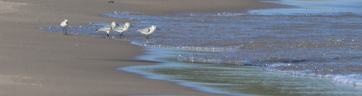 Sanderling - ML641992274
